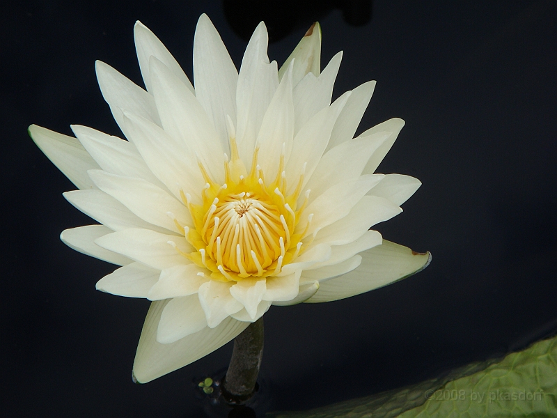 279 Longwood Gardens [2008 August 23].JPG - Longwood Gardens in Pennsylvania